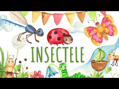 Video: Insectă utilă. Buburuza, gandacul de pamant, albina, dantela. Apărătorii grădinii