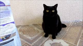 Кошка Моня и роял канин Кошка Моня и роял канин