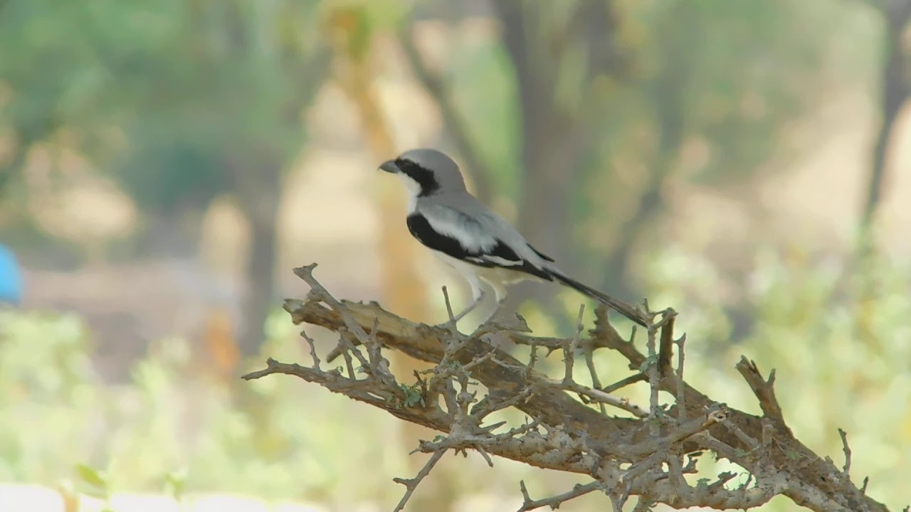 great grey shrike sikar rajasthan 