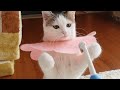 電動歯ブラシVS 子ねこ。-Electric toothbrush vs  Kitten Miri.-