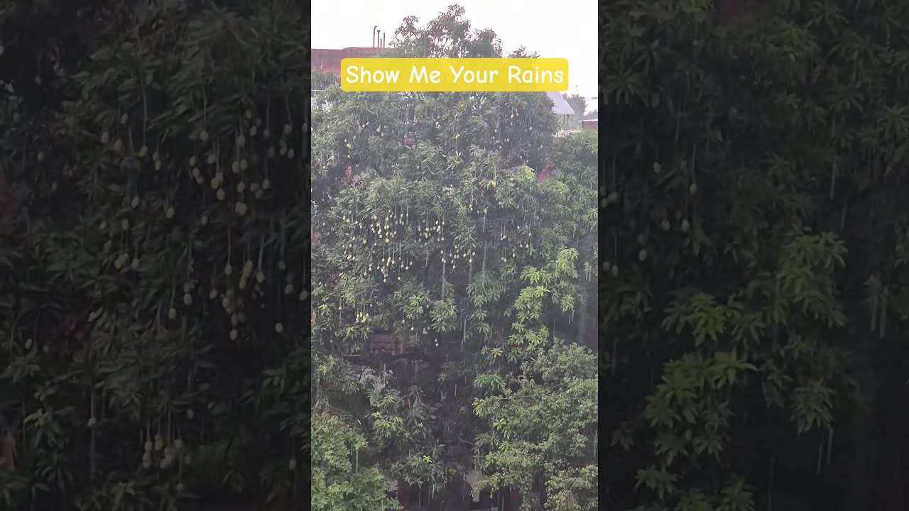 #delhirains Tip Tip #javedali @javedali @travelmusebysangeeta #song #newsong #love