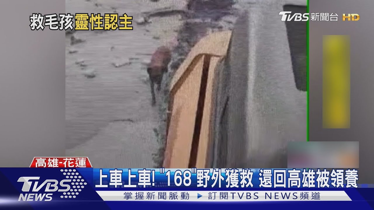 花蓮野外獲救! 小狗「168」可愛撒嬌 高雄搜救隊幫找新家 ｜TVBS新聞 @TVBSNEWS01