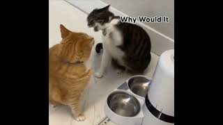 Cat in Denial
