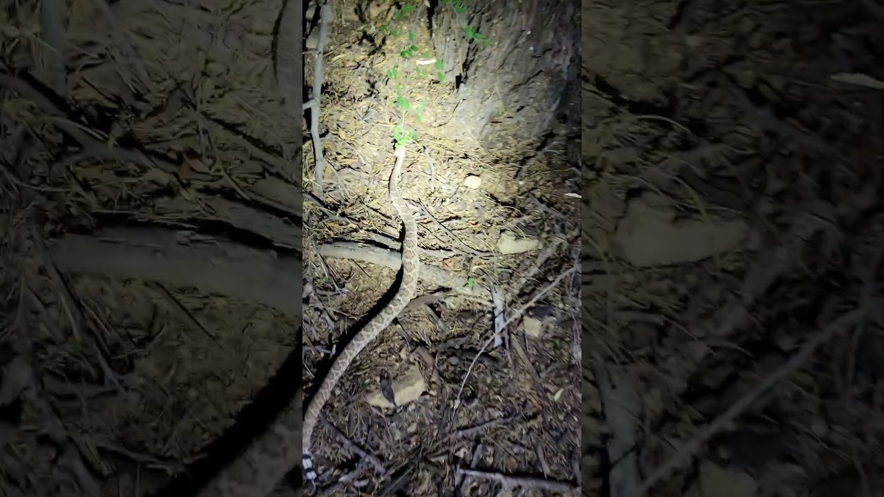 Найдите змею! 