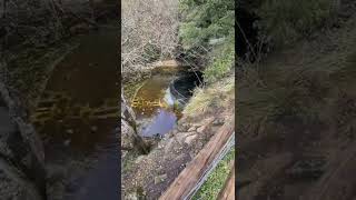 #Shorts Puky llega al nacedero del río Ubagua