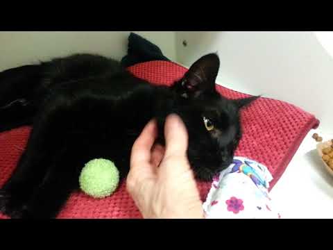 Bojack 26920 - Stunning Friendly Sweetheart