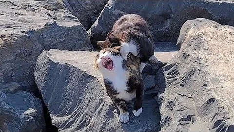 Watch the video about The Male Cat wants to *****fully Mate with the Female cat even though it is not wanted.