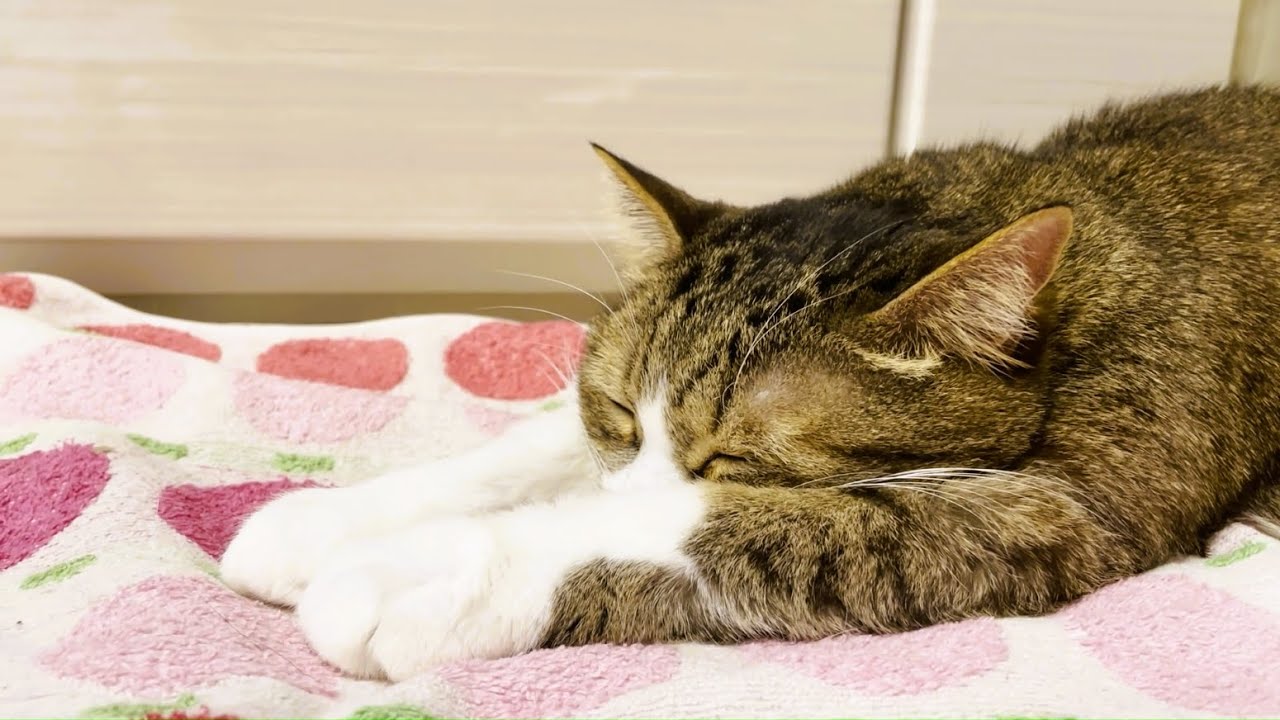 ホットカーペットを満喫する猫