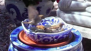 Making an Asian Style Recirculating Bird Bath