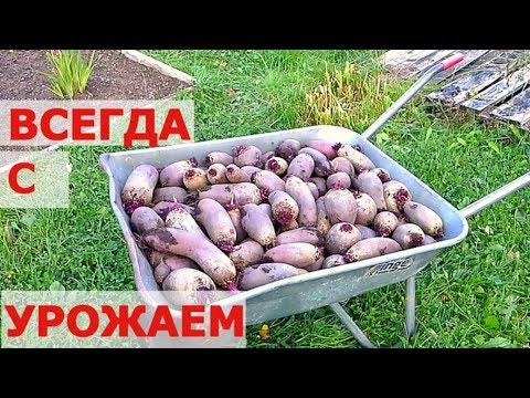 Видео: Как вырастить свеклу из луковиц?