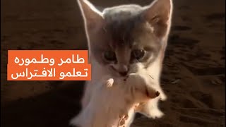 طامر و طموره تعلمو ! الافتراس #طمران #طمره #قطط #cat