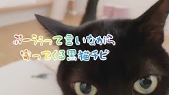 黒猫チビのちびびな暮らし Youtube