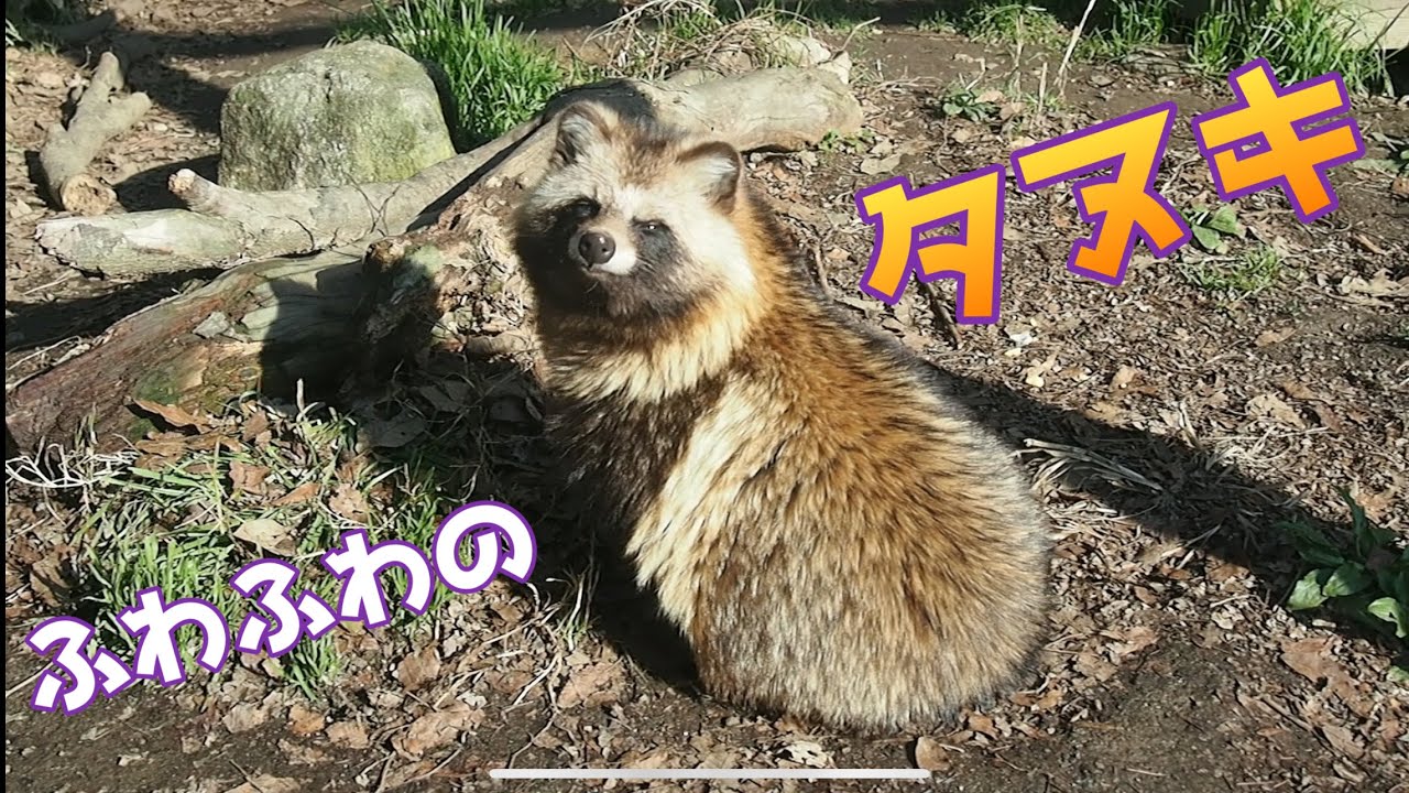 ふわふわのタヌキさん【のんほいパーク】 #のんほいパーク #タヌキ