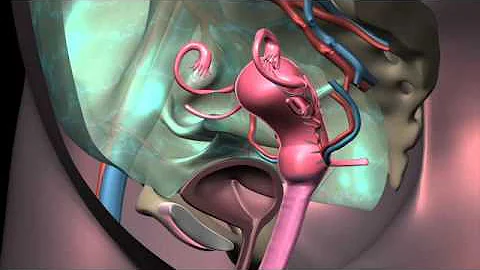 Uterus Transplant Animation DONOR - DayDayNews