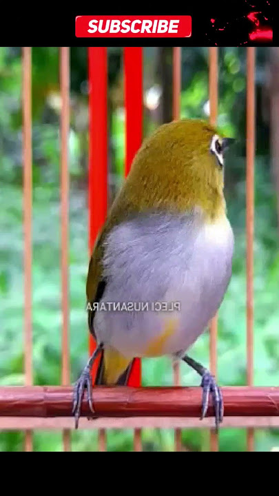 Pancingan Pleci buxtoni NGALAS Paling Jitu || Masteran Pleci Malas Bunyi
