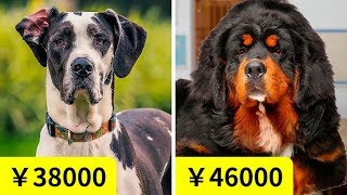 2019年度の犬の価格情報 – インド版