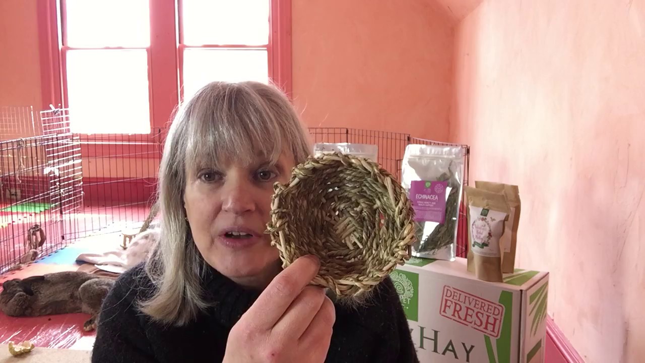 guinea pig toys petco seagrass bowls