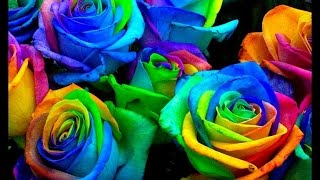 Photoshop: Create More Flower in Different Colour