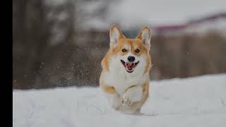 PETA offers tips to keep pets safe during cold snap