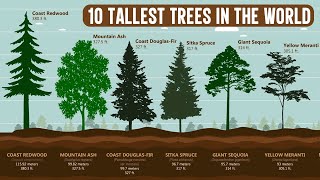 10 of the Tallest Trees in the World | Hyperion (Coast Redwood) | Animation