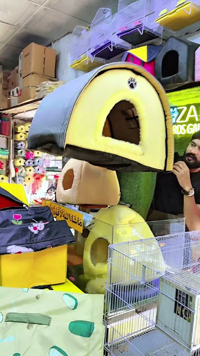 Contact: 0312:6334744 #youtubeshorts #cat #viral #subscribe #pets #dogs #trending #foryou #kittens