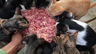 Feeding A lot Cats - Hungry Cats eating Raw Chicken