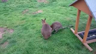 Bennett ' s wallabies
