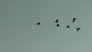 Merced Wildlife Refuge