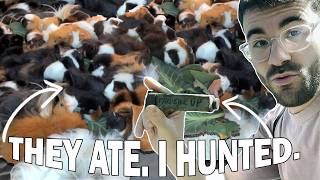 Apparently Nothing Can Just Be Simple With a Herd of Guinea Pigs