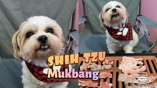 MUKBANG ASMR | SHIH TZU PUPPY (mukbang chicken pork beef) 4K