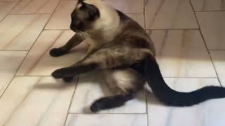 Siamese cat cleaning itself😻 by Suchi-Cat 48 views 2 years ago 1 minute, 46 seconds