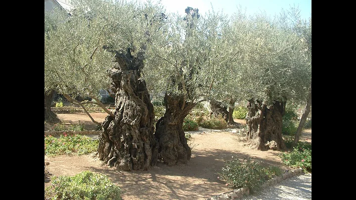 The story of the olive trees in Gethsemane,  the s...