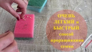 Очень легкий и быстрый СПОСОБ проращивания семян