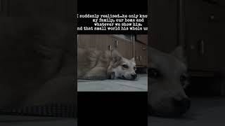 His whole world in one frame 🐶✨"#doglove #unconditionallove #dogsofinstagram #myworld #doglife #fur