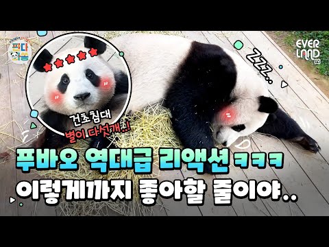 [ENG] 푸바오의 브레이크 댄스 (Happy Panda <strong>Fubao</strong>)