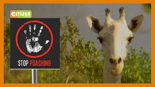 Kenyas Only Female White Giraffe And Her Calf Killed