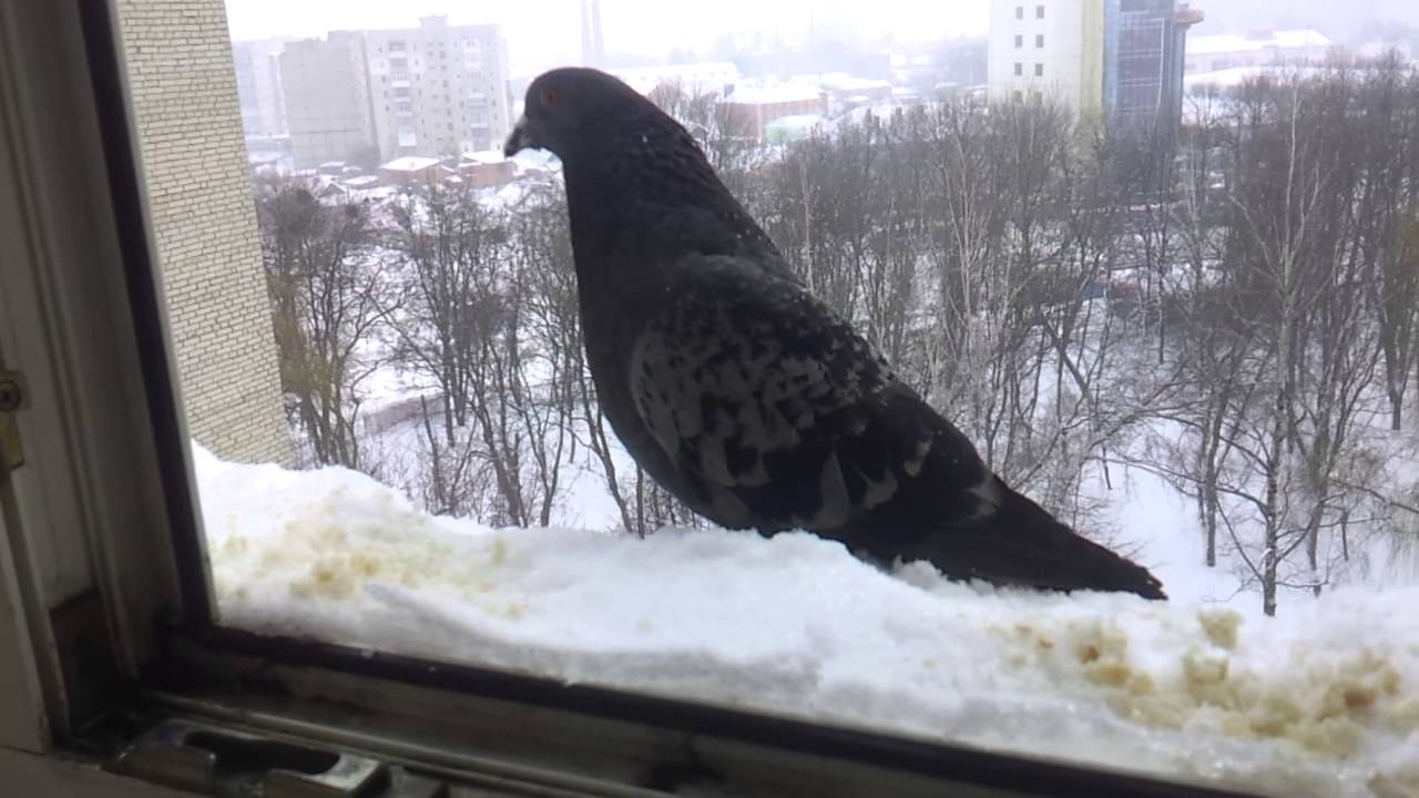 К чему снится голубь в окне. Голубь на подоконнике. Голубь за окном. Ворон на окне. Птица на подоконнике.