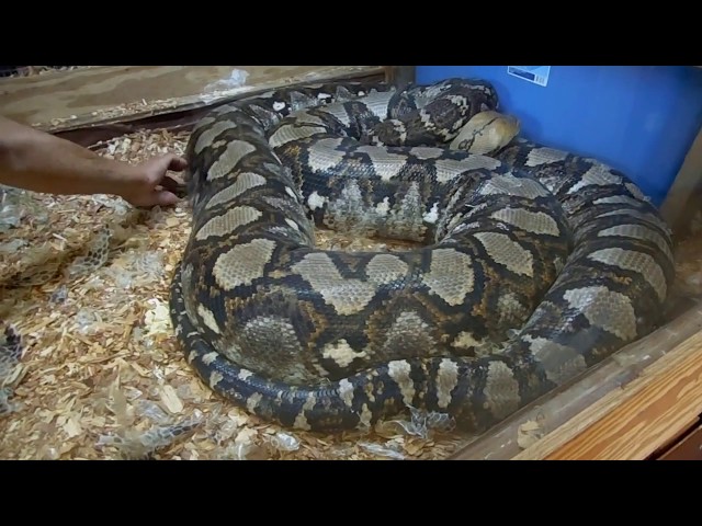 African Rock Python Taxidermy