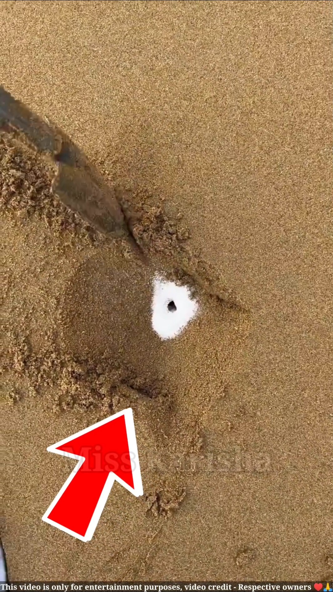 आदमी जानवर गांव के लोगो को बचाता है || sea animal || #shortsvideo