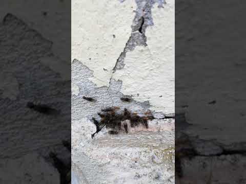 Le formiche volanti
