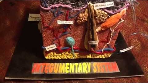 Integumentary System 3D model