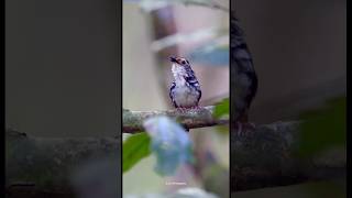 Rare and Striking: Striped Wren-Babbler's Melodic Serenade screenshot 3
