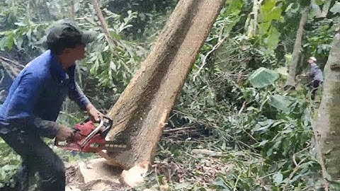 thợ cưa miền núi hạ cây tràm bông vàng khá to tập #thocua