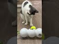 這個你可以？？？？#寵物 #cat #貓咪 #貓 #貓咪日常