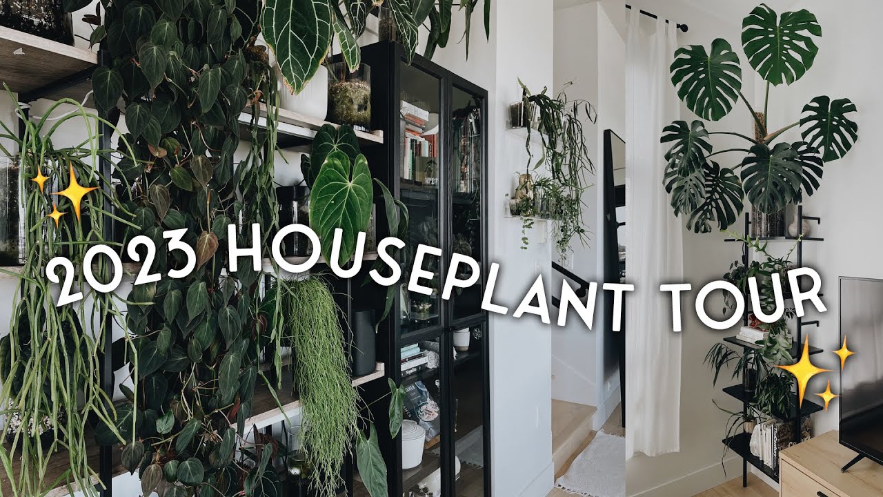 2023 houseplant tour PART 3 of 3 - my living room and bedroom plants ...