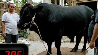 Looks like Grandong Setia Farm...? Check the weight of the black cow