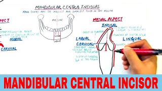 Anatomy of Mandibular Central Incisor  Tooth Morphology