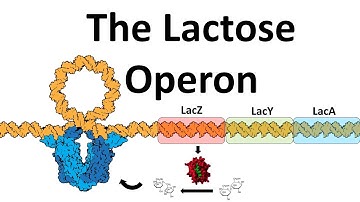 The Lac Operon