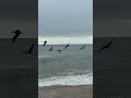 Pelicans know where the lines are. Cape Canaveral National Seashore FL.