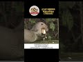 アマゾンに暮らすオオカワウソの豪快な食事シーン！【どうぶつ奇想天外／WAKUWAKU】